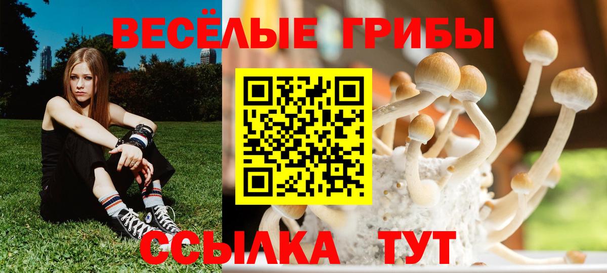 Галлюциногенные грибы Psilocybine cubensis Богородск